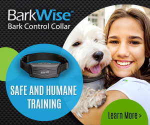 Shock Collar Barking Dog Petsmart